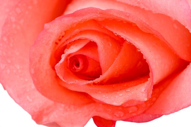 Close up of beautiful pink rose