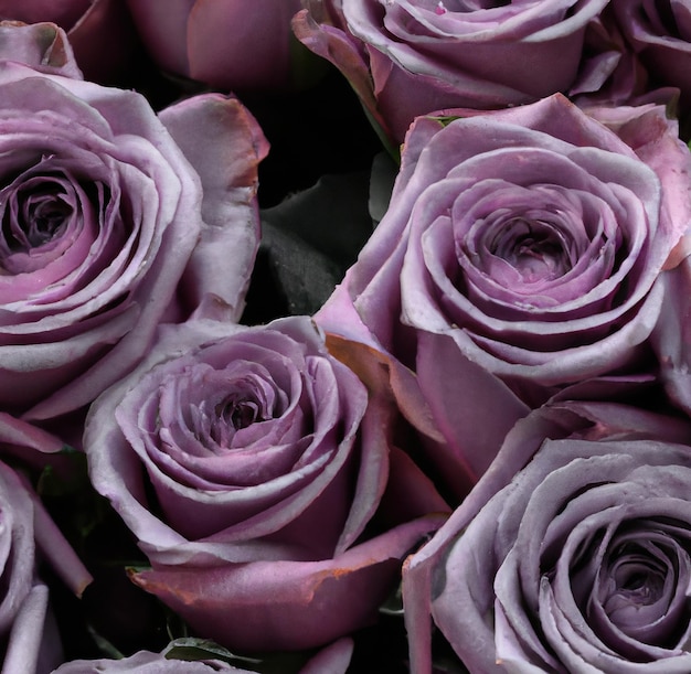 Close up of beautiful pink roses over green leaves