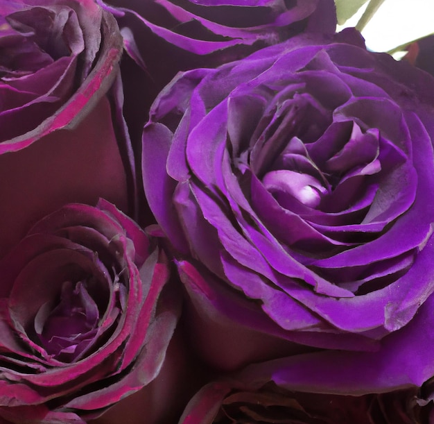 Close up of beautiful pink roses on white background