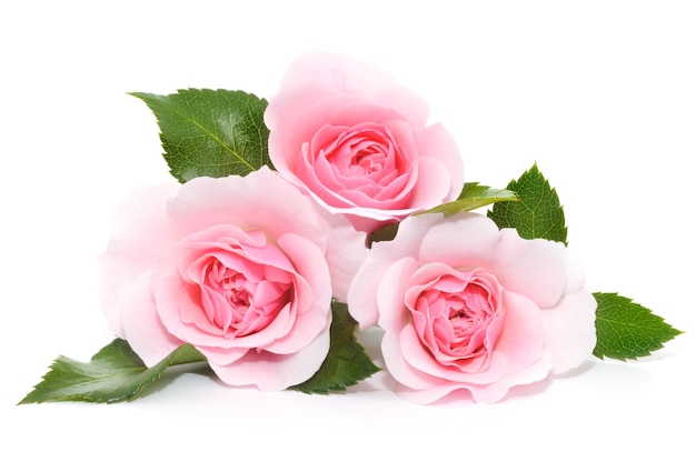 Close up beautiful pink roses with leaves