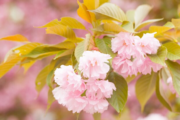 朝は美しいピンクの桜の花のクローズアップ。桜の花