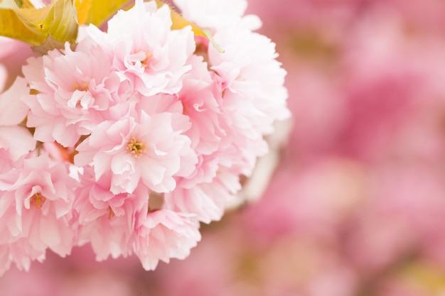 Close up of beautiful pink sakura flowers in the morning. Cherry blossom