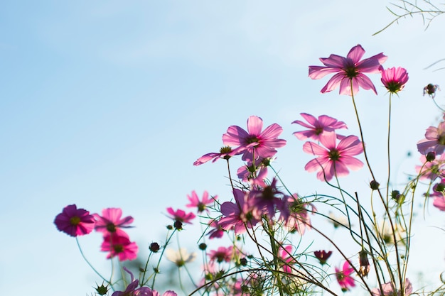 Close up beautiful behind pink sulfur Cosmos Flower