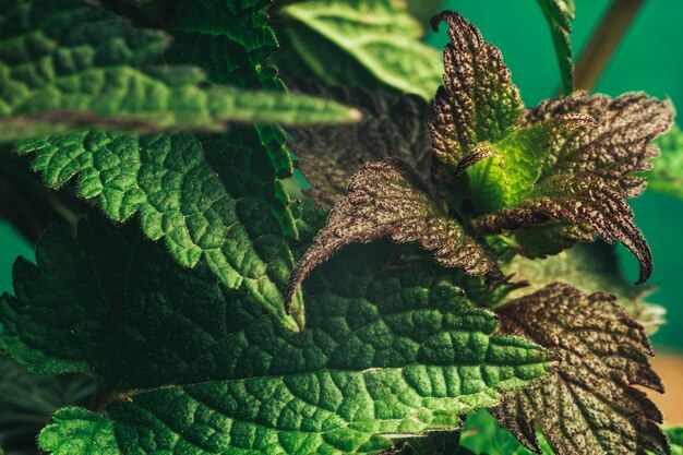 Photo close up beautiful plant leaf lamium purpureum natural pattern background texture for design mac