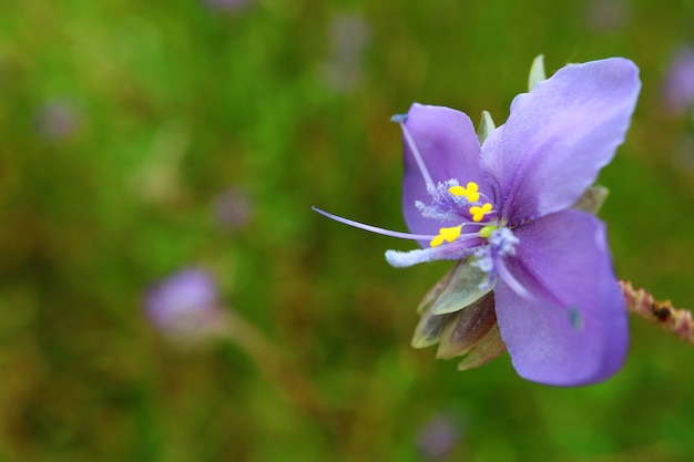 Photo close-up of a beautiful purple murdannia flower in the green field