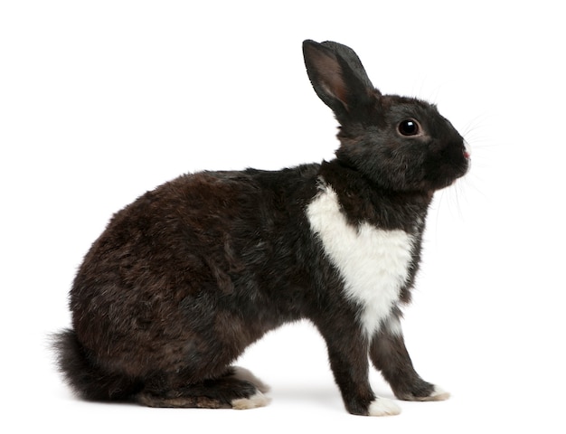 Close up on beautiful rabbit isolated