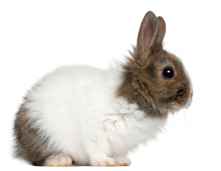 Photo close up on beautiful rabbit isolated
