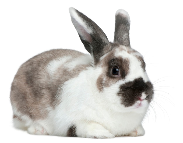 Close up on beautiful rabbit isolated