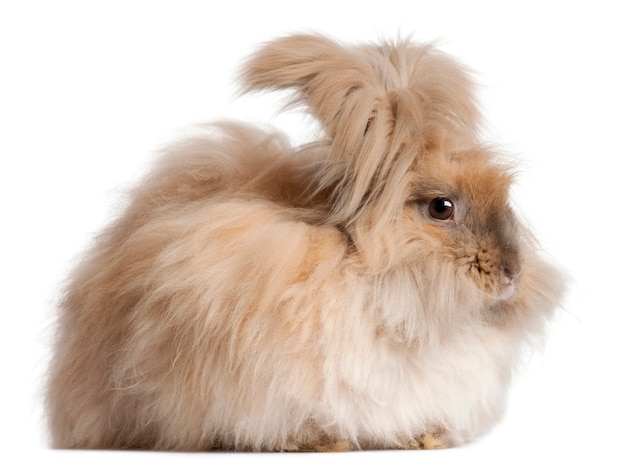 Close up on beautiful rabbit isolated