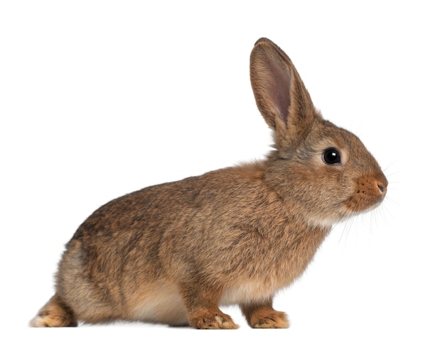 Close up on beautiful rabbit isolated