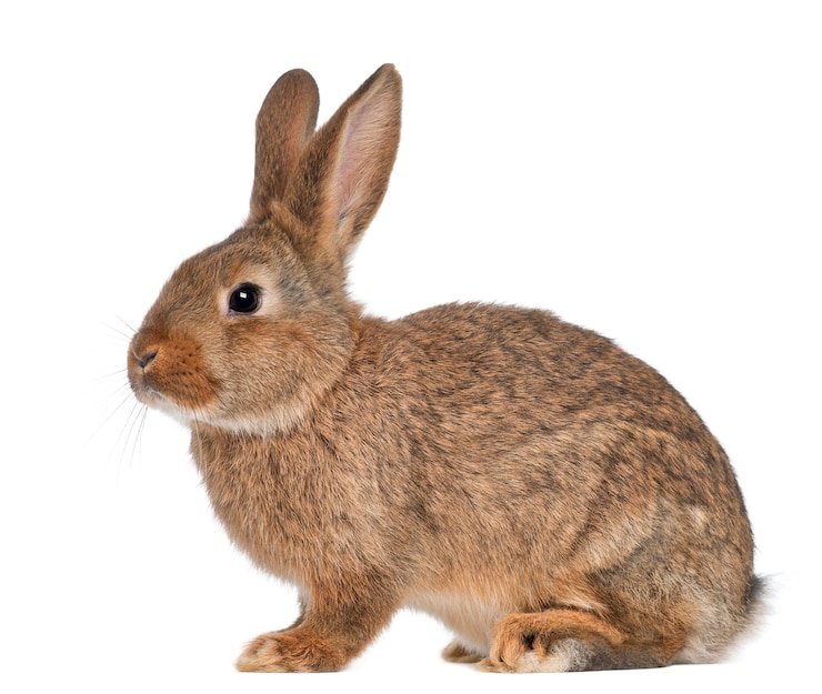 Photo close up on beautiful rabbit isolated