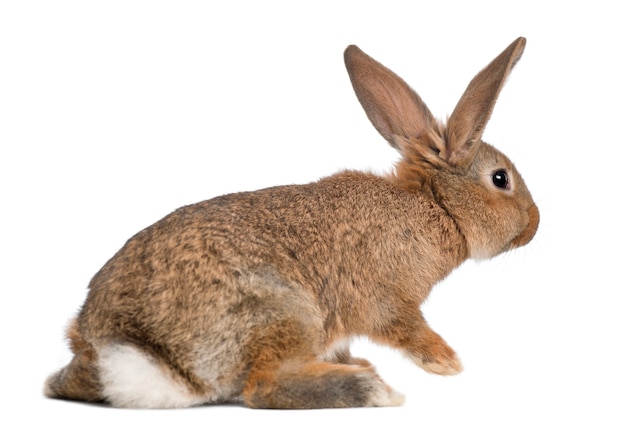 Close up on beautiful rabbit isolated