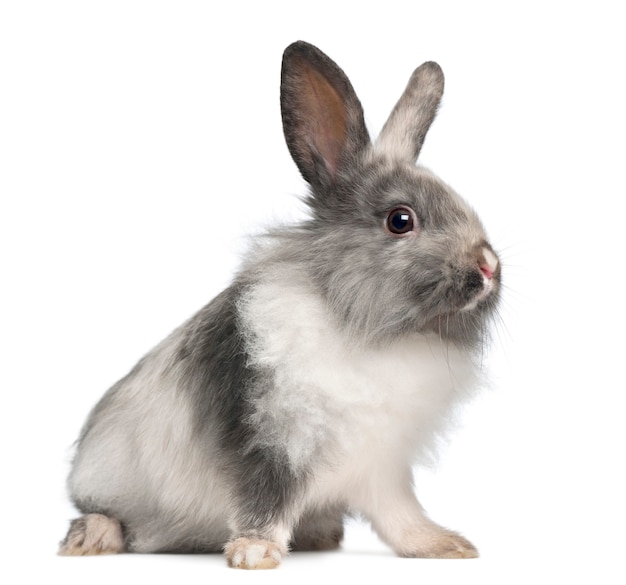 Close up on beautiful rabbit isolated