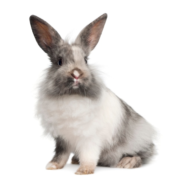 Close up on beautiful rabbit isolated