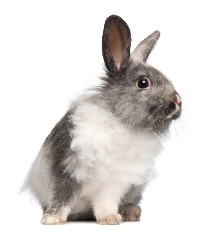 Photo close up on beautiful rabbit isolated