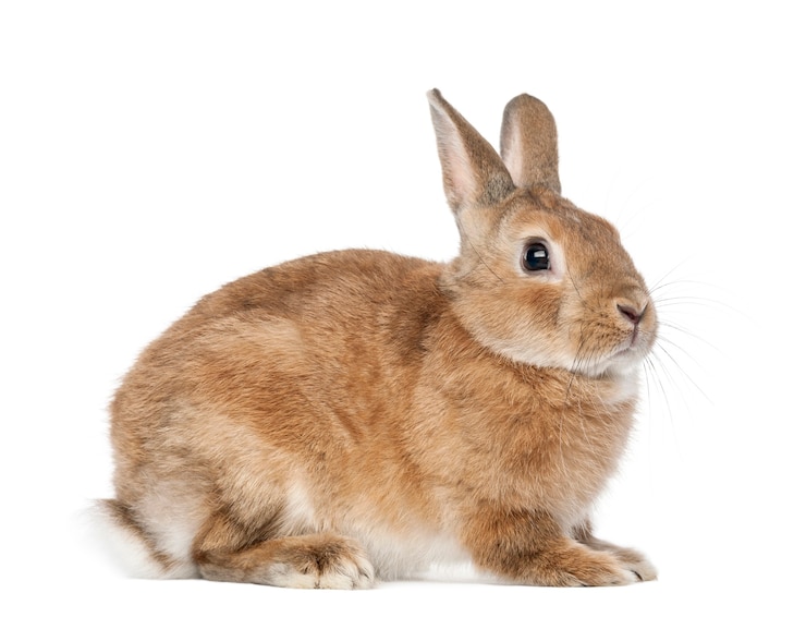 Photo close up on beautiful rabbit isolated