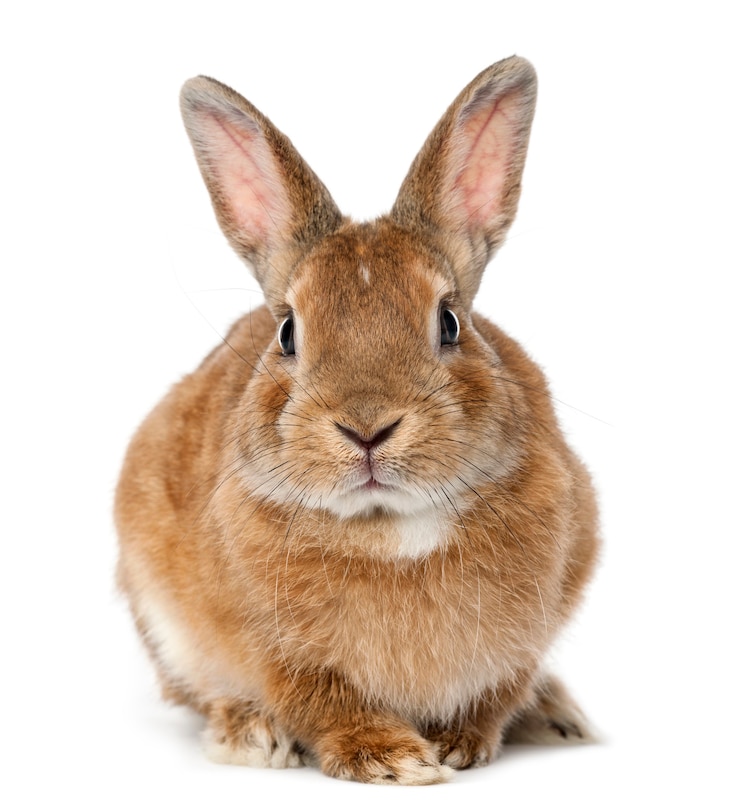 Photo close up on beautiful rabbit isolated