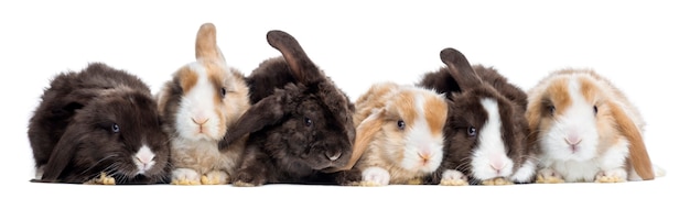 Close up on beautiful rabbit isolated