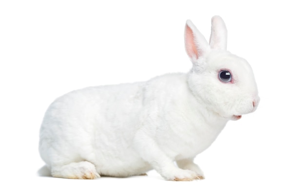 Close up on beautiful rabbit isolated