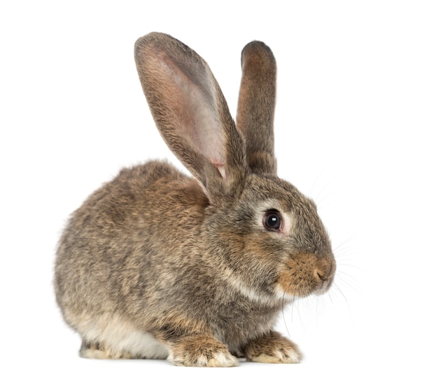 Close up on beautiful rabbit isolated