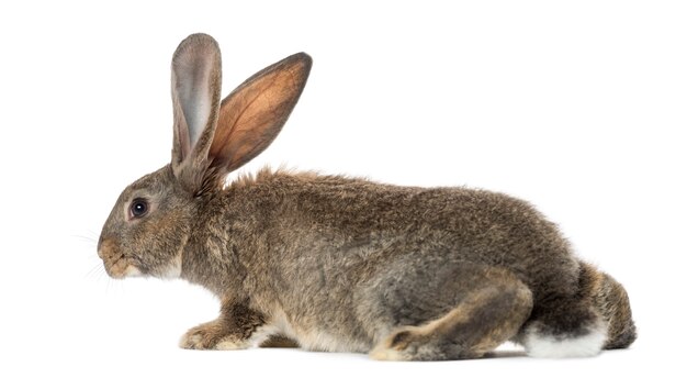 Close up on beautiful rabbit isolated