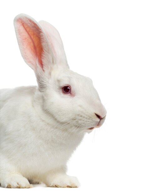 Close up on beautiful rabbit isolated