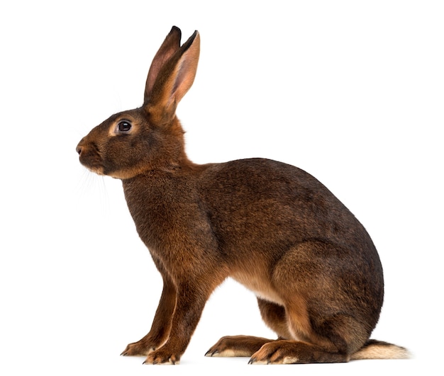 Close up on beautiful rabbit isolated