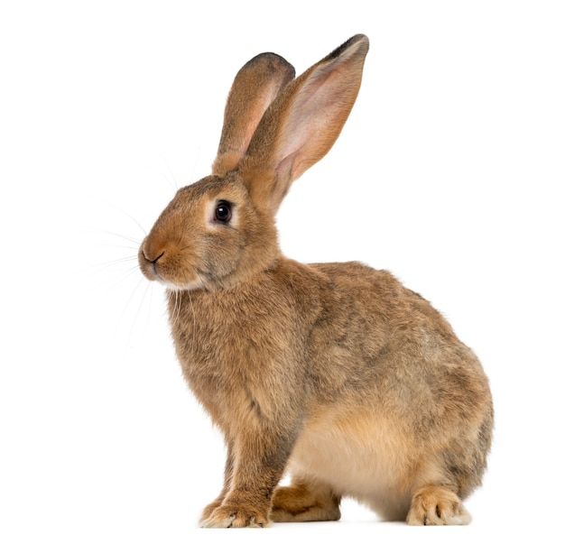 Close up on beautiful rabbit isolated