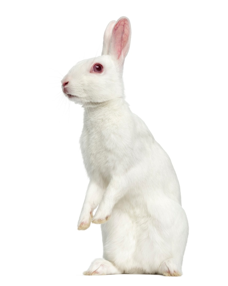 Photo close up on beautiful rabbit isolated