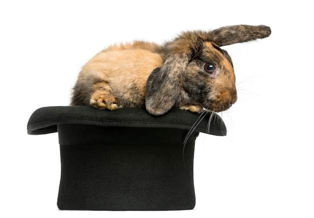 Close up on beautiful rabbit isolated