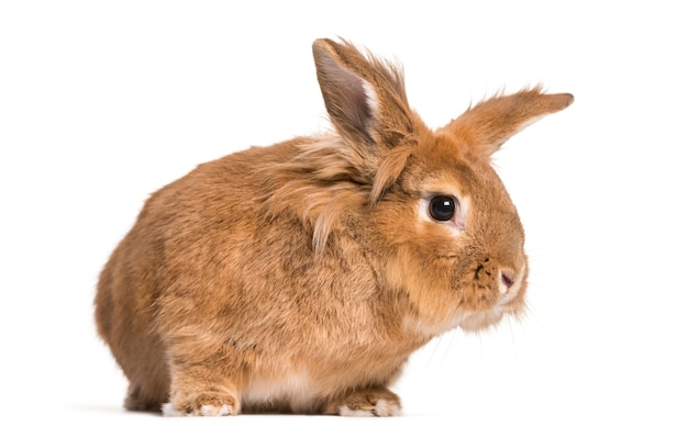 Close up on beautiful rabbit isolated