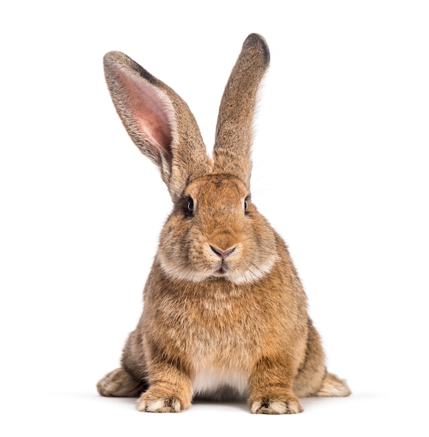 Photo close up on beautiful rabbit isolated