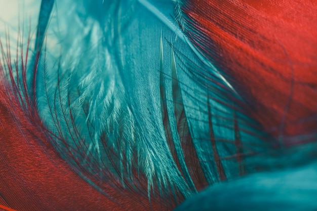 Photo close up beautiful red and aqua menthe bird feather pattern background for design texture macro pho