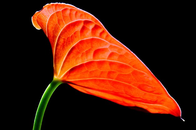 Close up of a beautiful red blossom