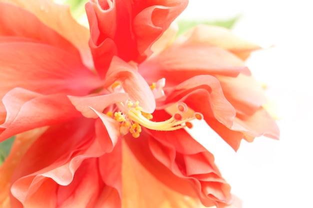 Close up beautiful red flower can be called hibiscus rosa, gudhal or chaba flower.