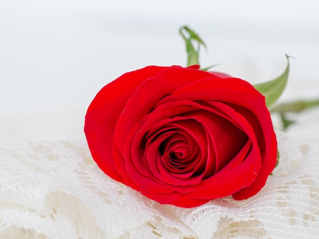 Close up of beautiful red rose on white lace