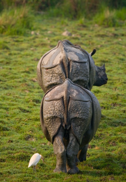 Крупным планом на красивых носорогов в природе
