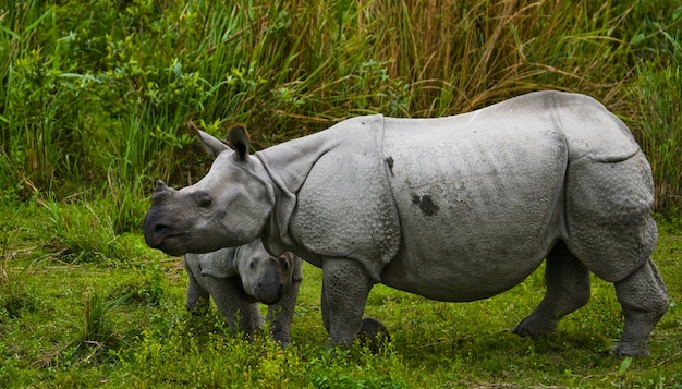 Primo piano sul bellissimo rinoceronte in natura