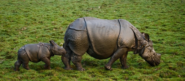 Close up on beautiful rhinoceros in nature