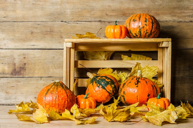 Close up on beautiful ripe pumpkins harvest concept