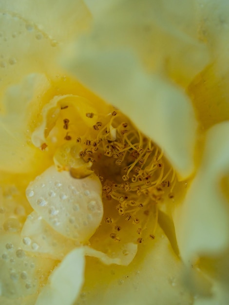 Close up of beautiful rose in the garden.