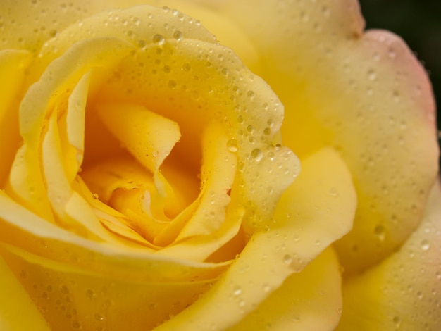 Close up of beautiful rose in the garden.