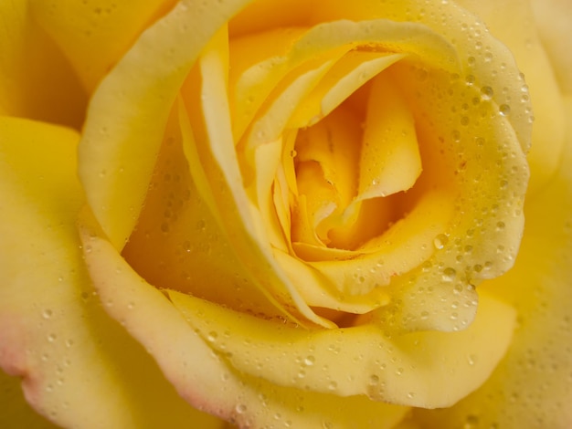 Close up of beautiful rose in the garden.