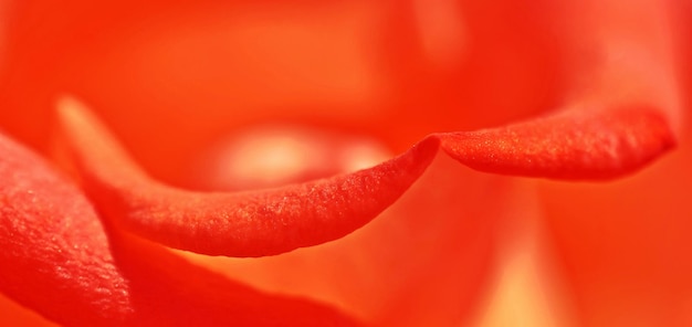 Close up of a beautiful rose petal