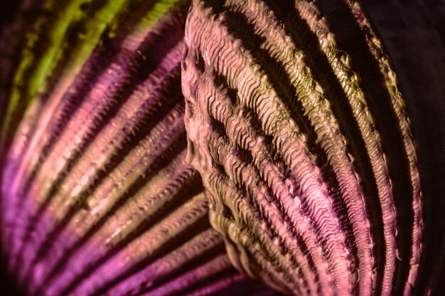 Фото Прекрасные морские старые ракушки в неоновом свете минимализм ретро-стиль концепция фон патт