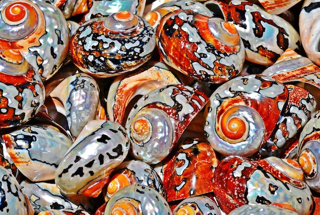 Close up of beautiful sea shells