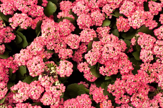 Close up beautiful small pink flowers