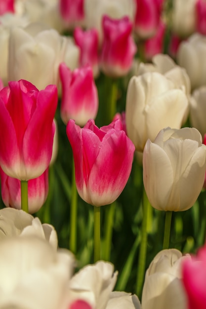 Close up on beautiful spring tulips field