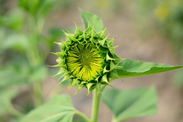 Foto chiuda sul bello fiore di sun con la piccola ape