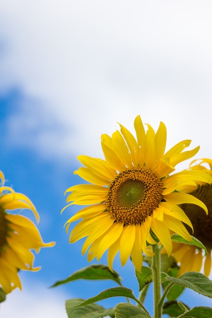 Primo piano del fiore bellissimo sole